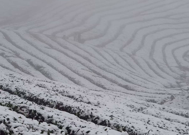 雪山茶海.jpg